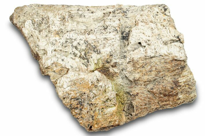 Dinosaur (Triceratops) Frill Shield Section - Montana #264963